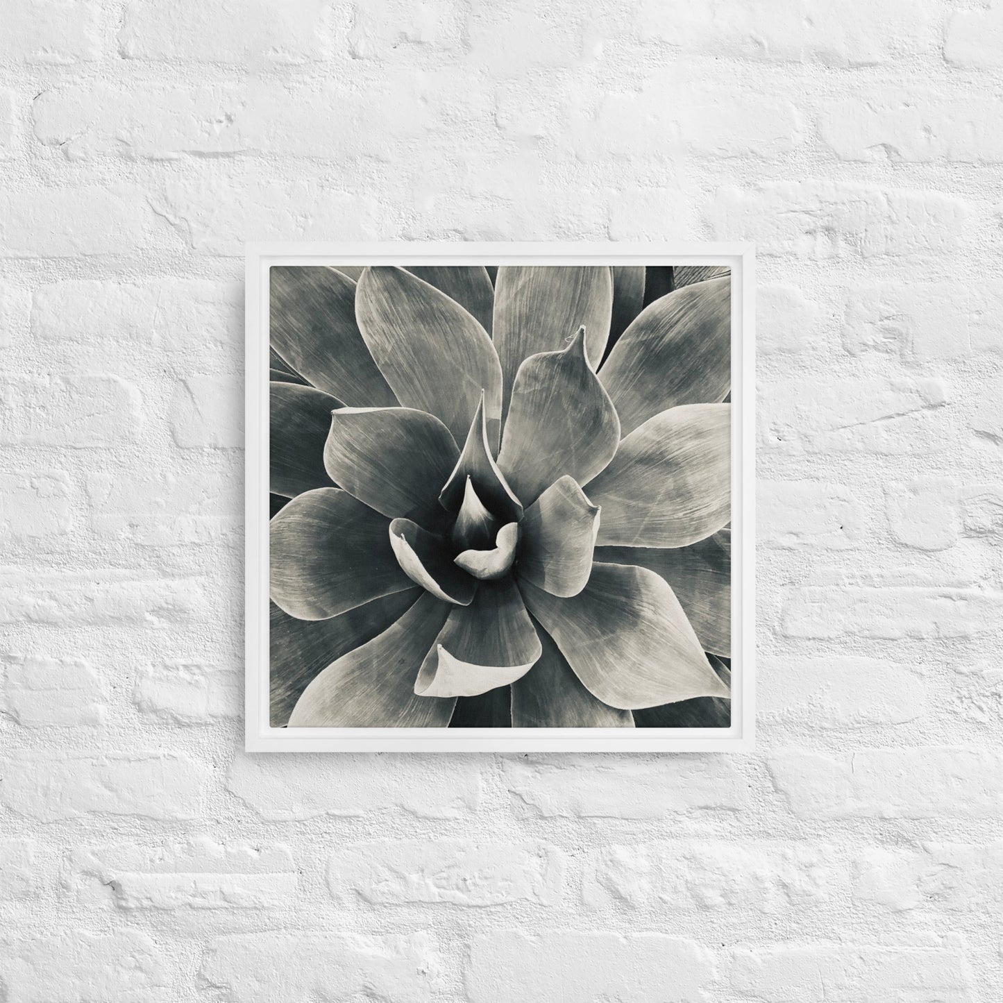 Agave (b + w) {a framed canvas}