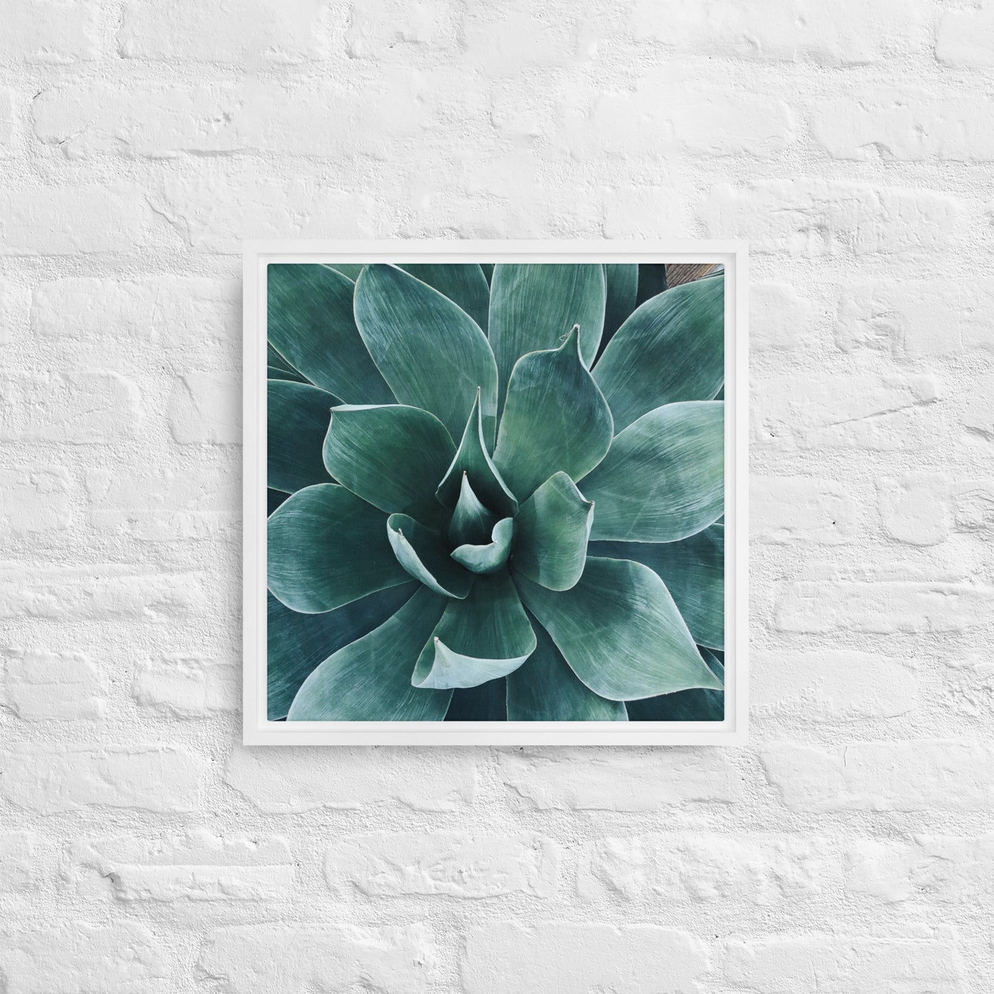 Agave {a framed canvas}