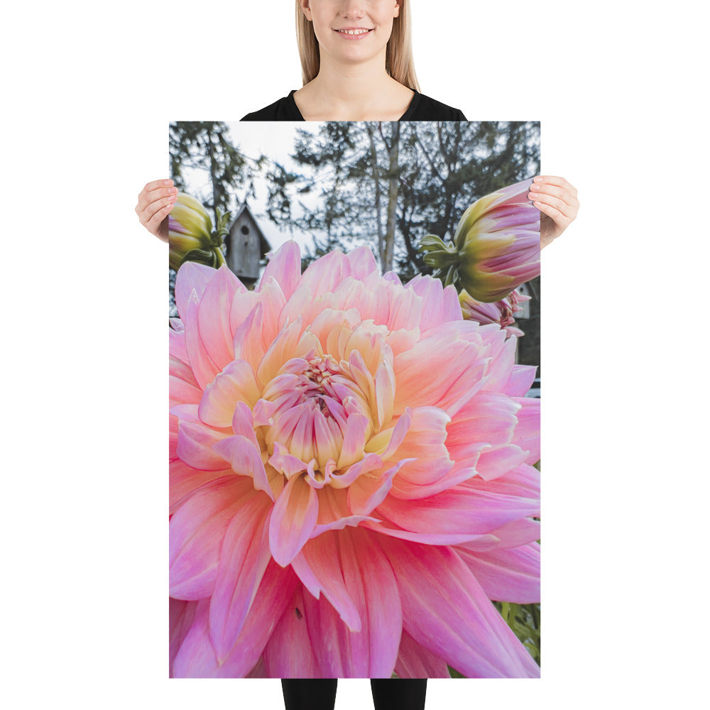 Blanche {a poster on photo paper}