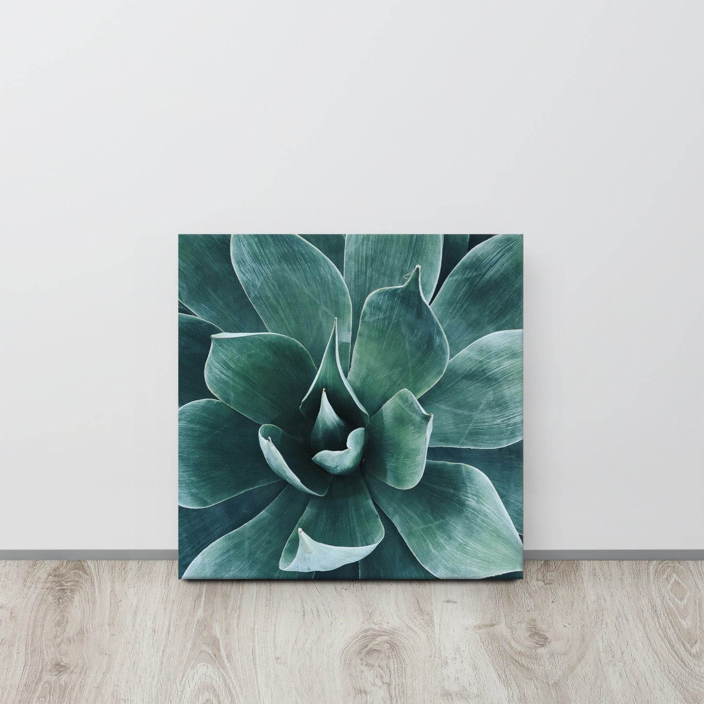 Agave {a thin canvas}