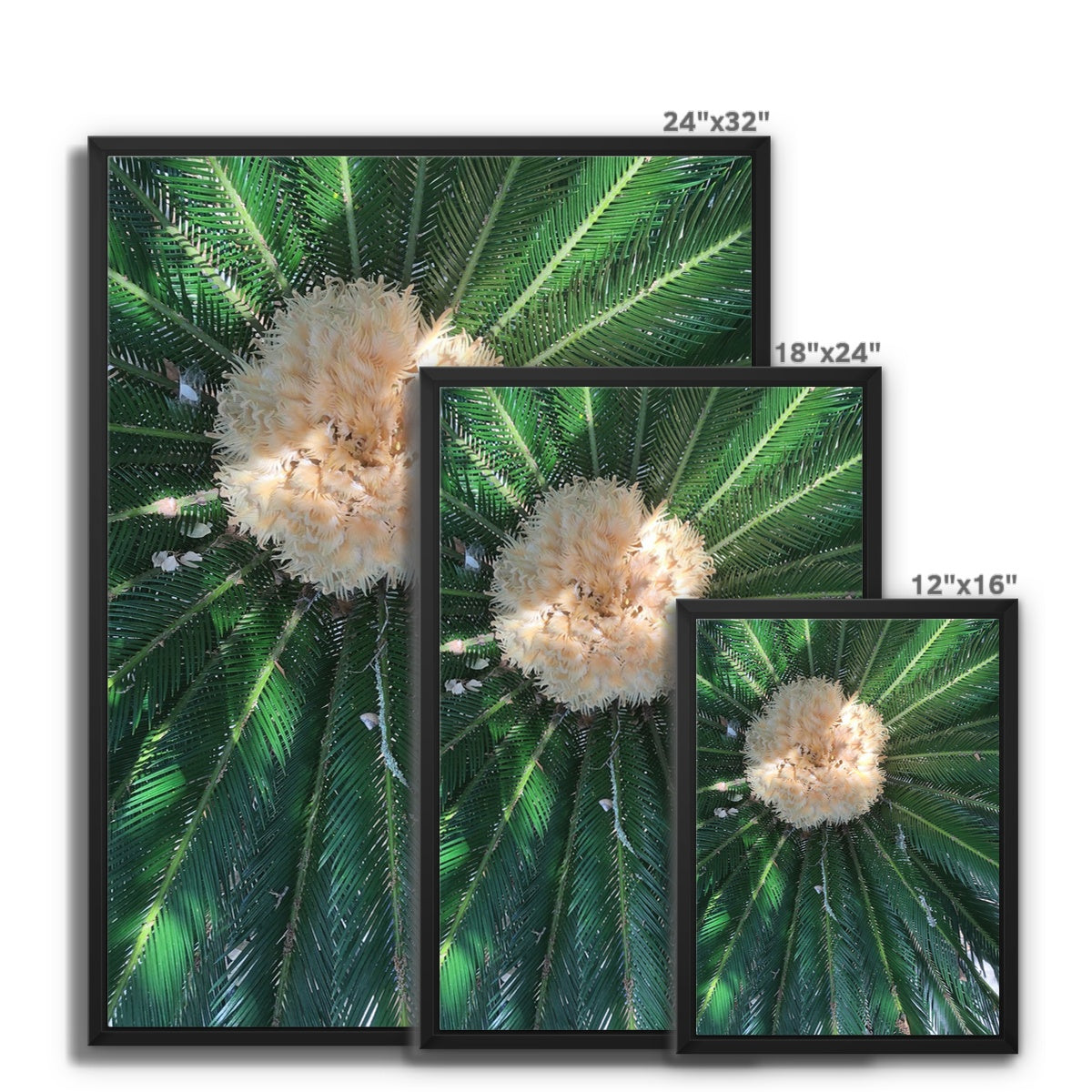 Sago Palm on Sunbelt Framed Canvas