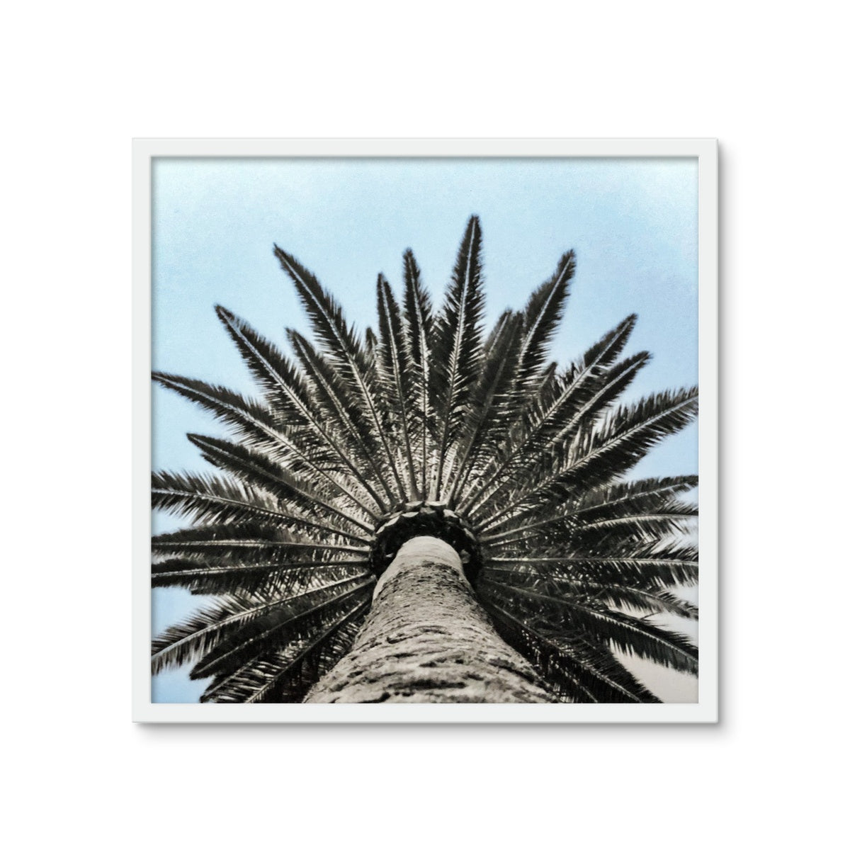 Bluey Palm Framed Photo Tile