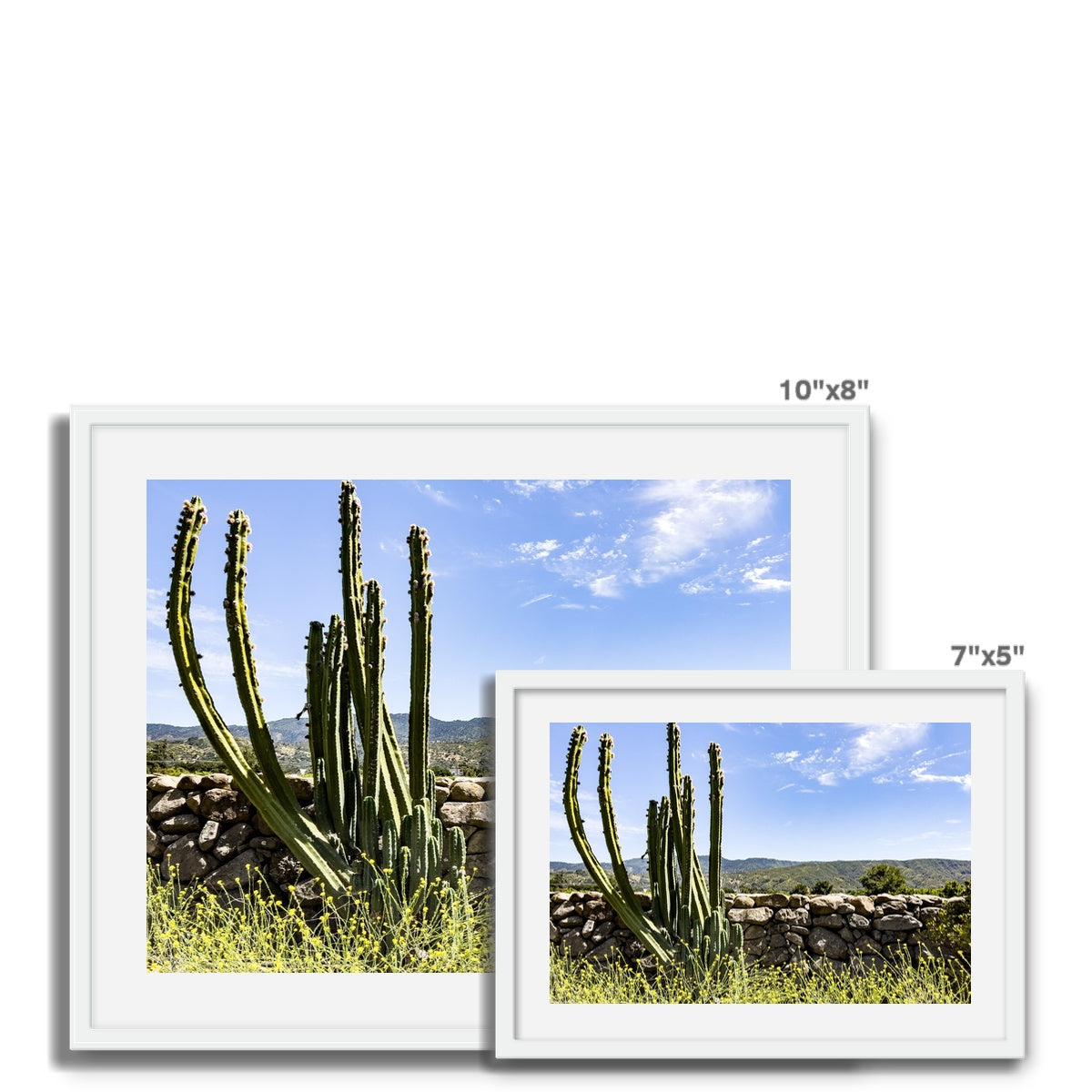 Ojai Cactus Framed Photo Tile