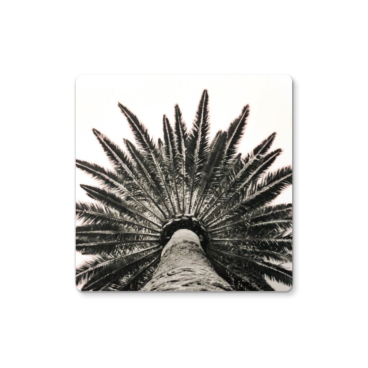 Snowy Palm Coaster