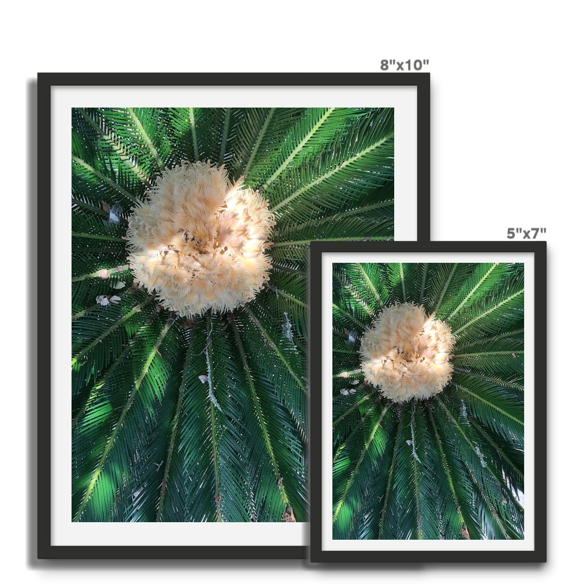 Sago Palm on Sunbelt Framed Photo Tile