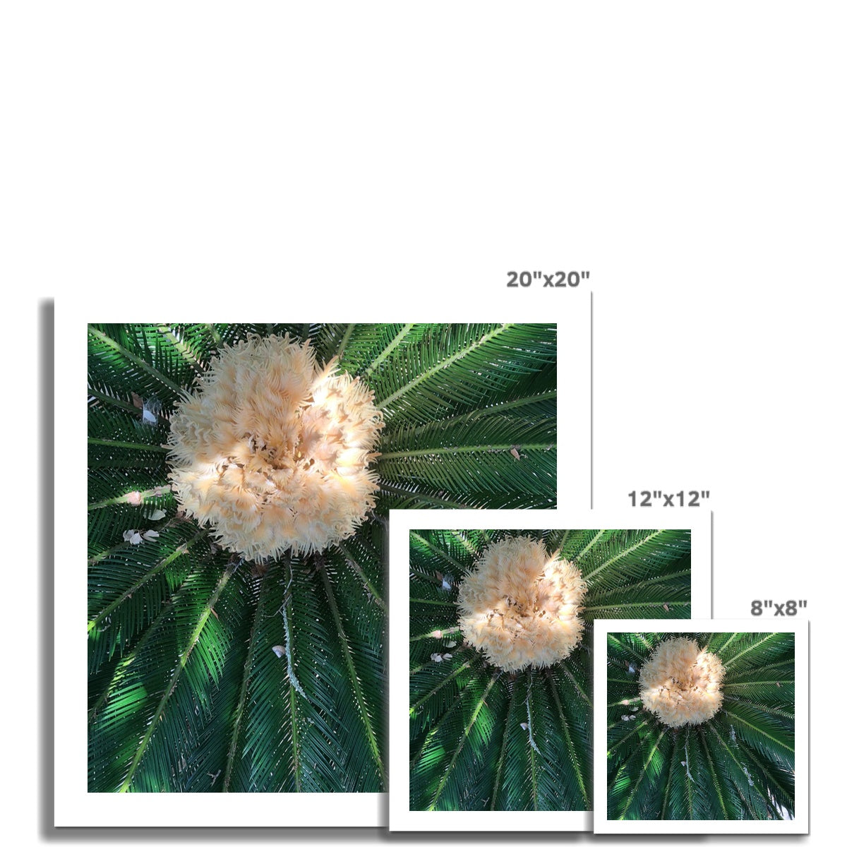 Sago Palm on Sunbelt Photo Art Print