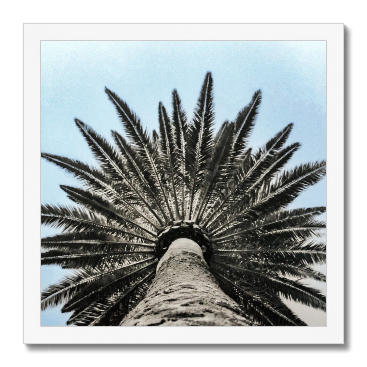 Bluey Palm Framed Print