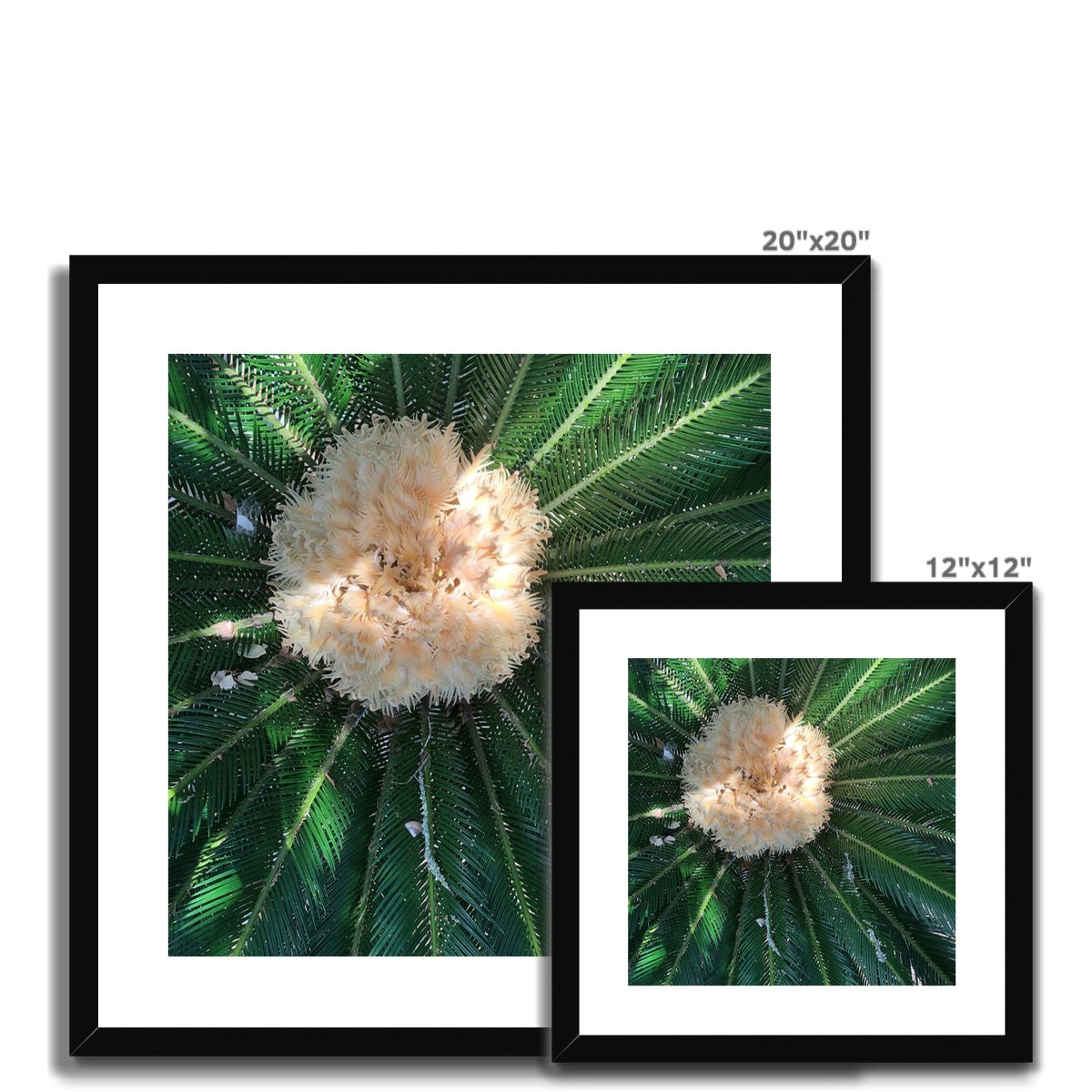 Sago Palm on Sunbelt Framed & Mounted Print