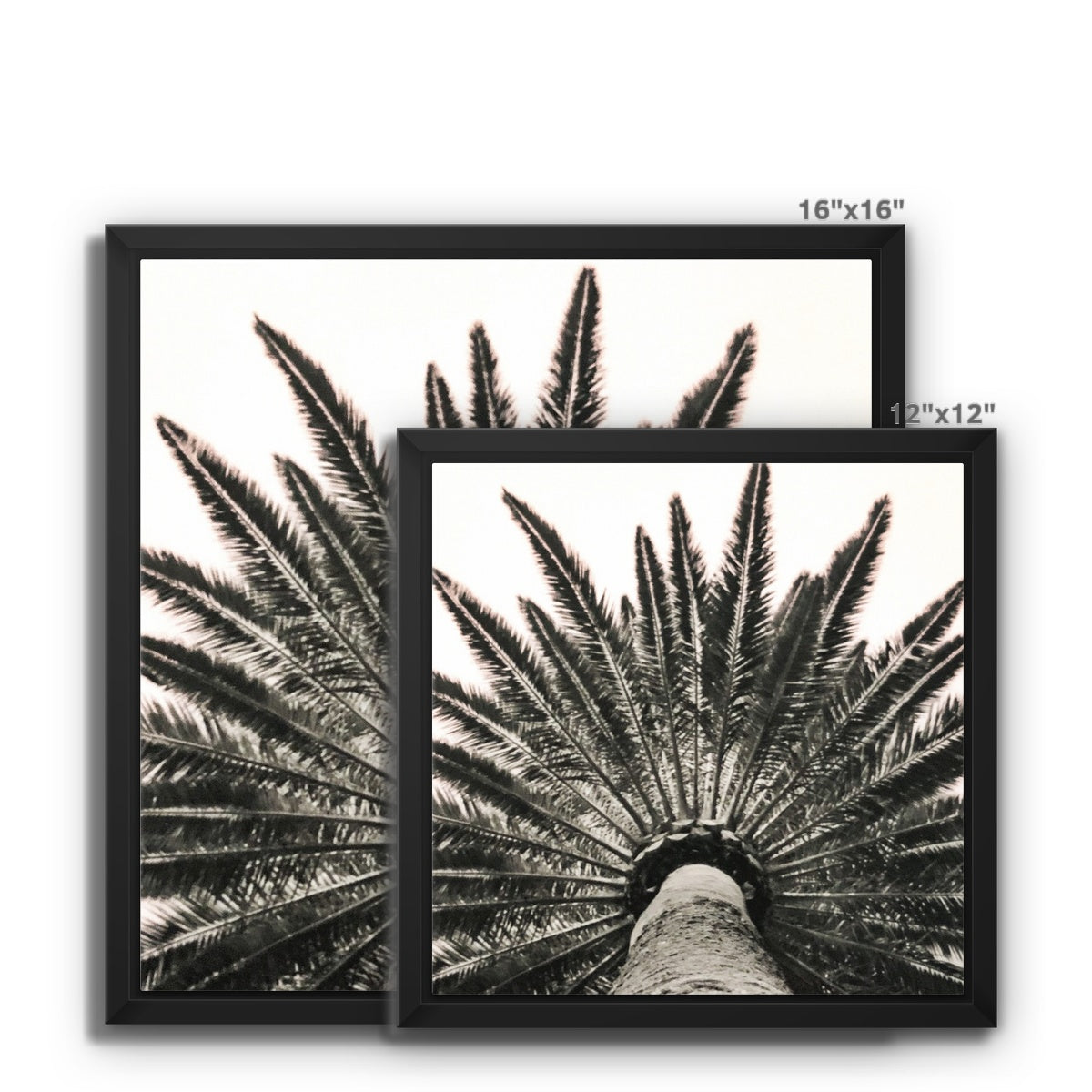 Snowy Palm Framed Canvas