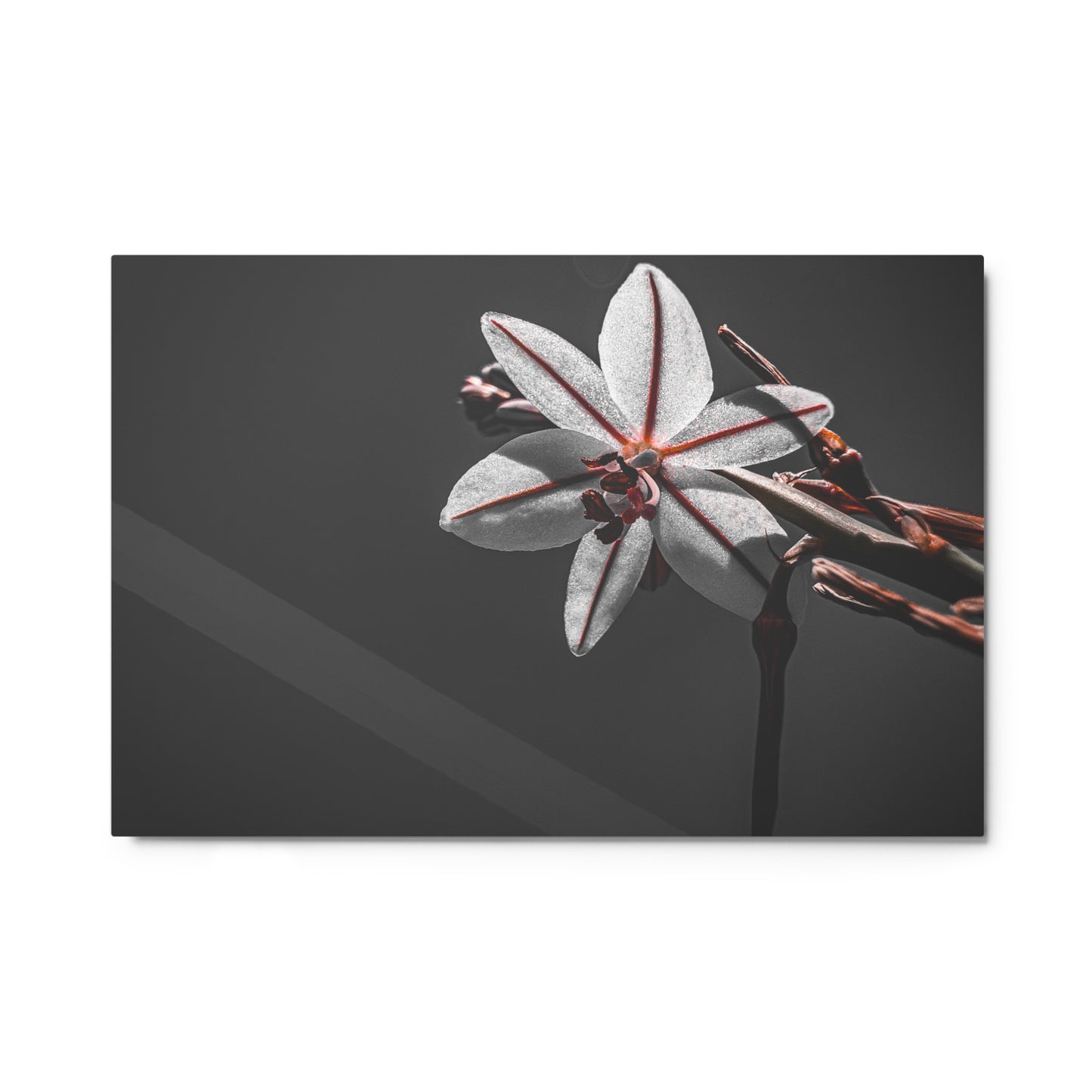 Serenity {a metal print}