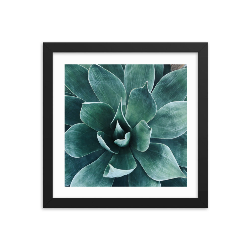 Framed agave paper poster featuring a teal succulent centerpiece in a dark frame