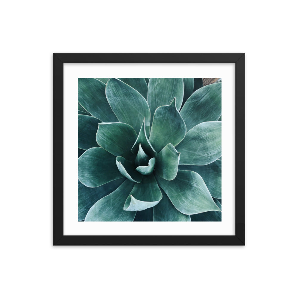 Agave {a framed photo paper poster}