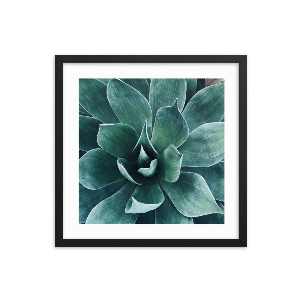 Framed agave paper poster with teal agave-like leaves in a dark frame