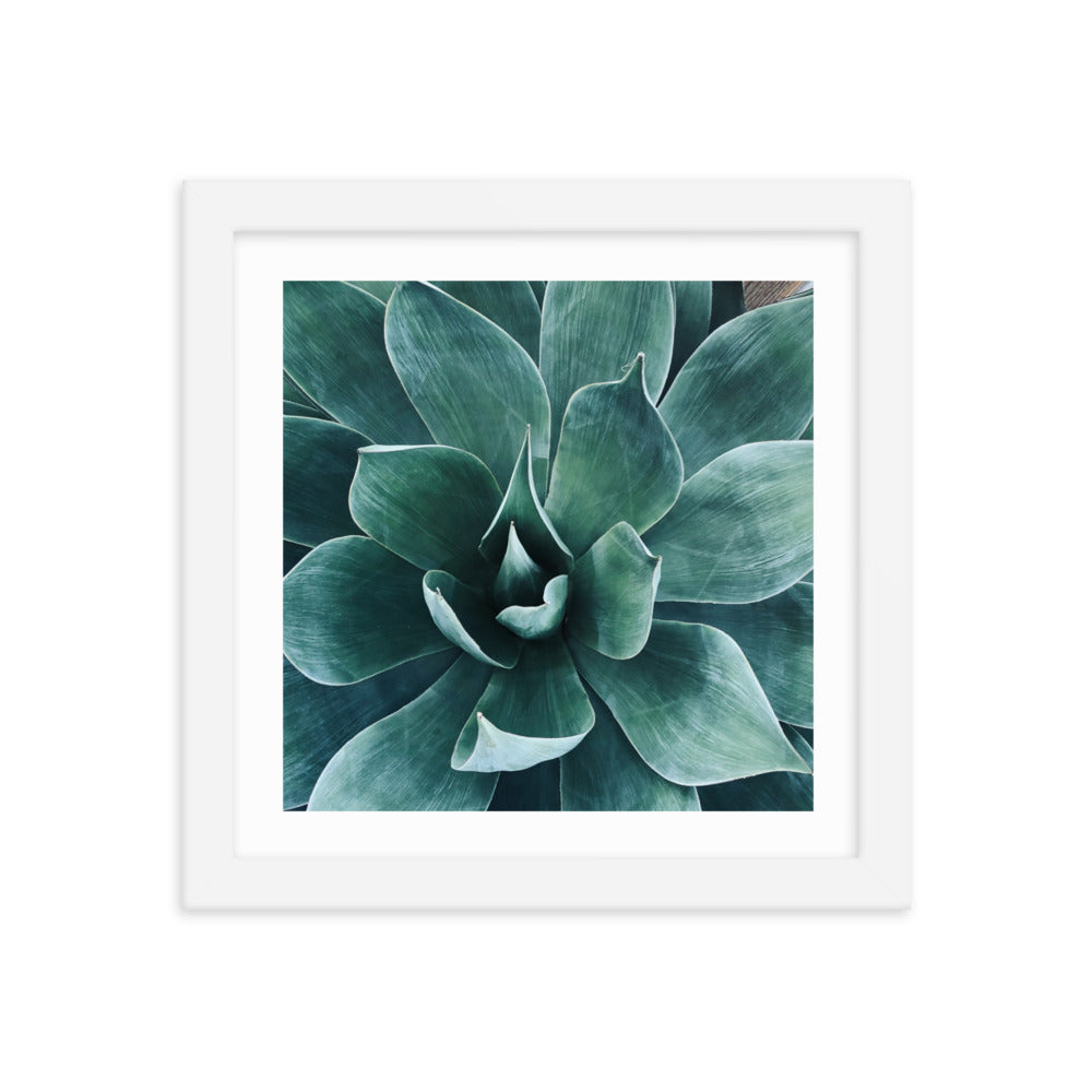 Framed agave paper poster with teal succulent leaves in a white frame
