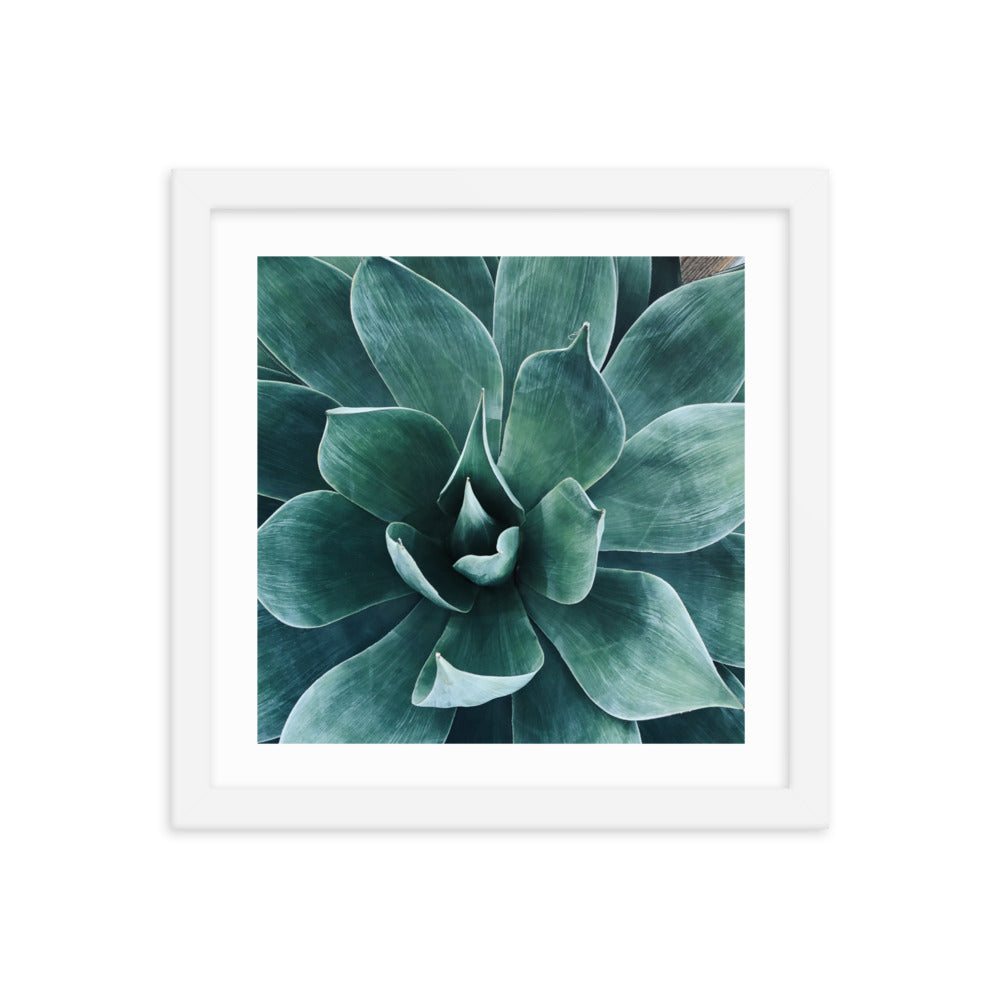 Framed agave paper poster featuring teal succulent leaves in a white border frame