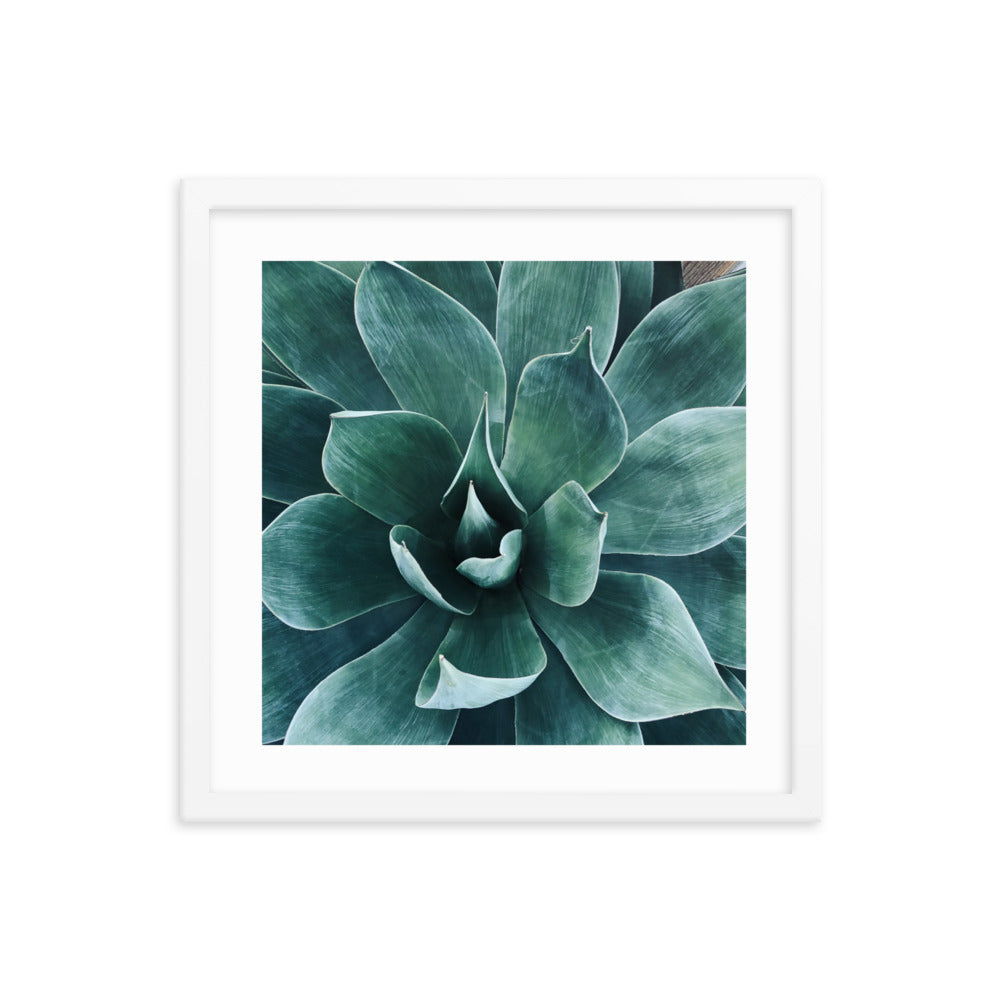 Framed agave paper poster with teal agave-like leaves in a white frame