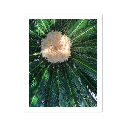 Sago Palm on Sunbelt Photo Art Print