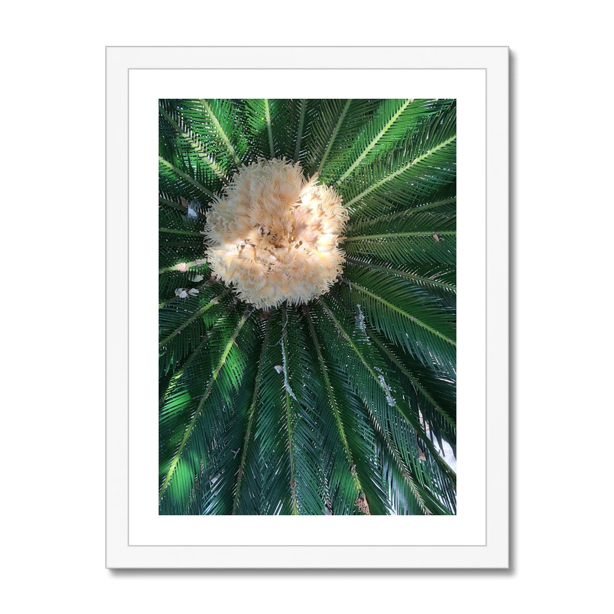 Sago Palm on Sunbelt Framed Print