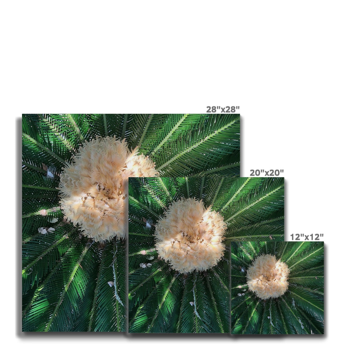 Sago Palm on Sunbelt Canvas