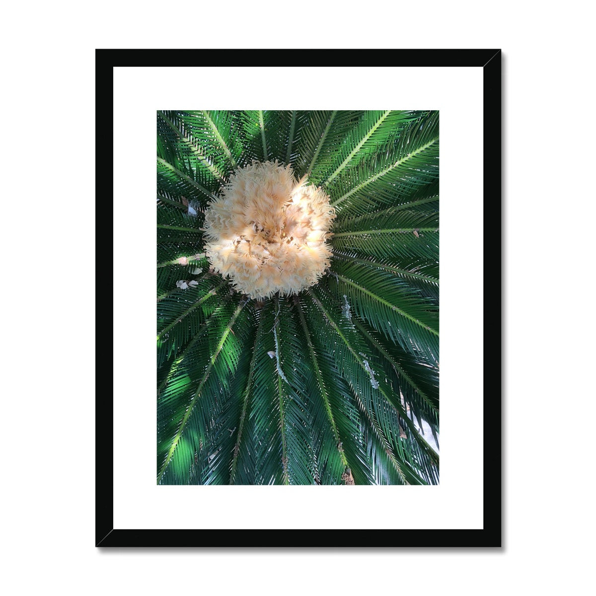 Sago Palm on Sunbelt Framed & Mounted Print