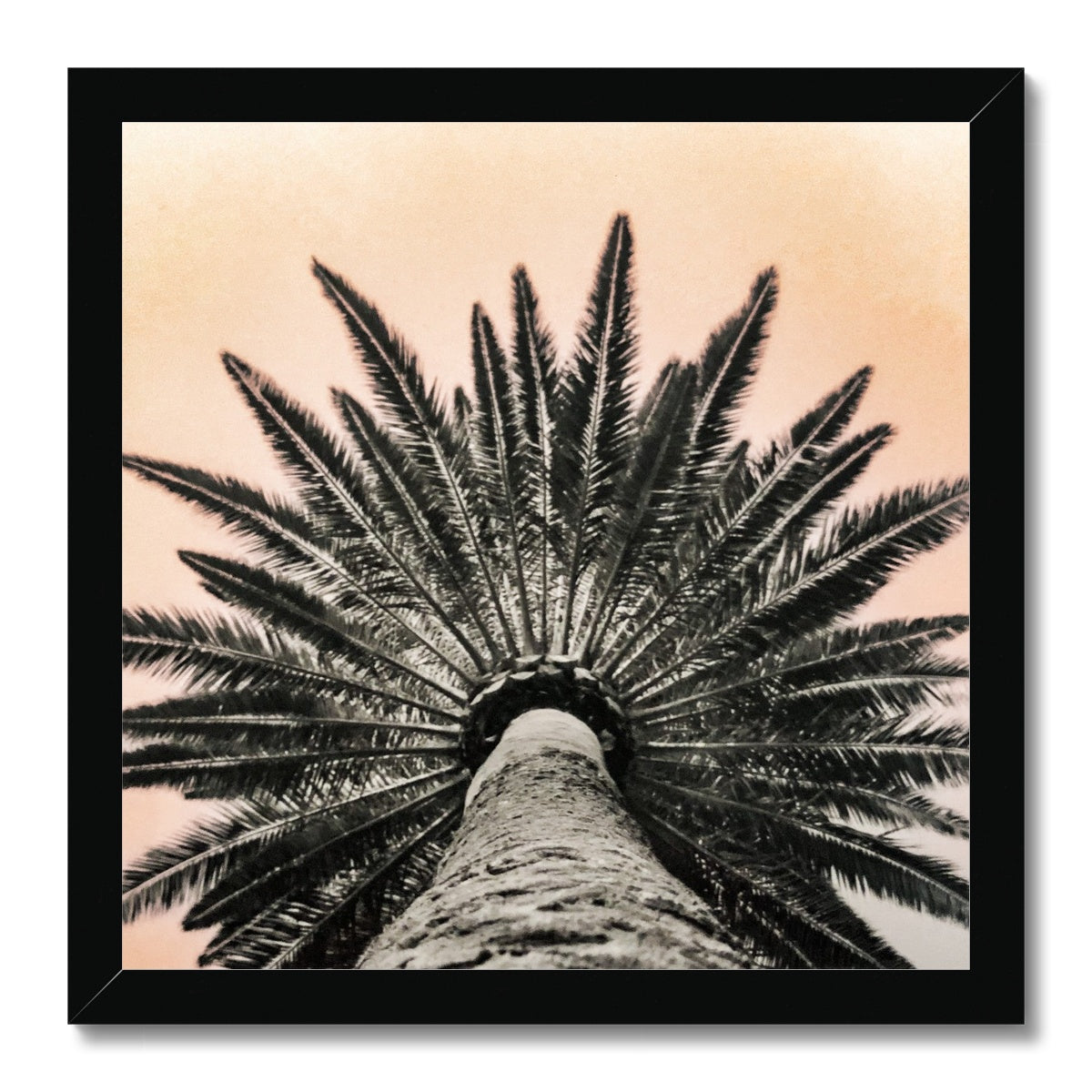 Tinty Palm Framed Print