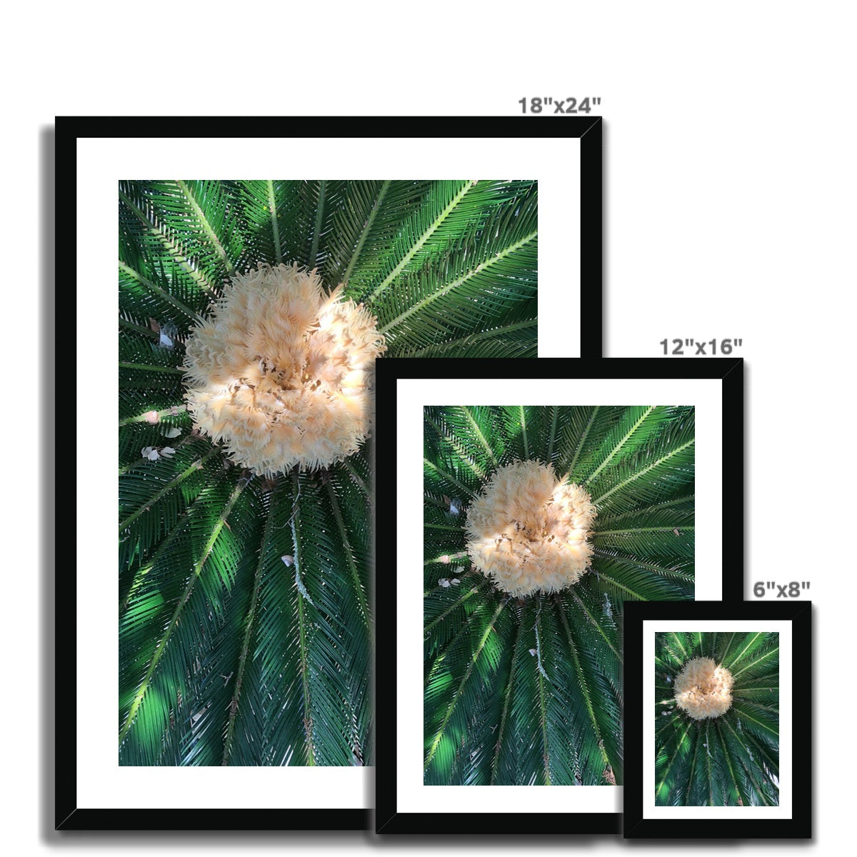 Sago Palm on Sunbelt Framed Print