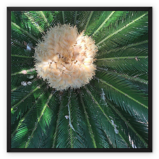 Sago Palm on Sunbelt Framed Canvas