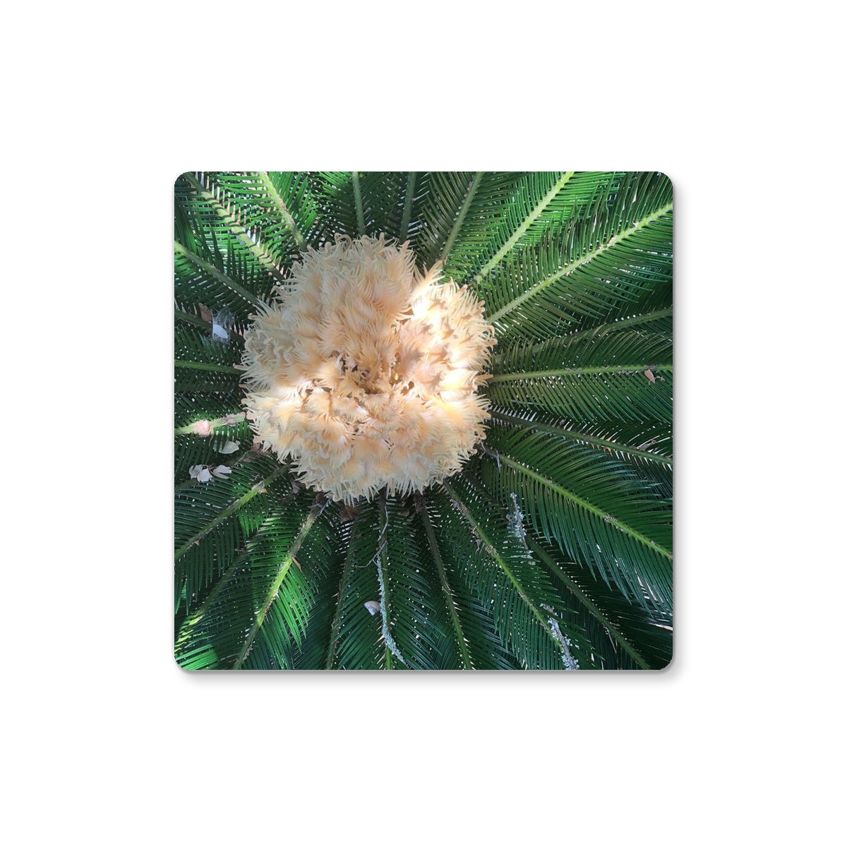 Sago Palm on Sunbelt Coaster