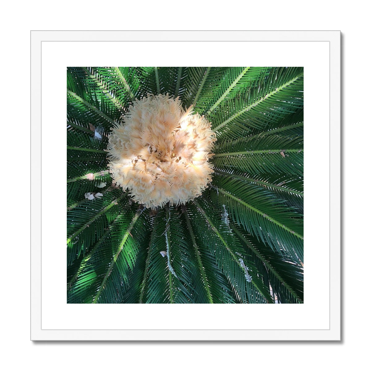 Sago Palm on Sunbelt Framed Print