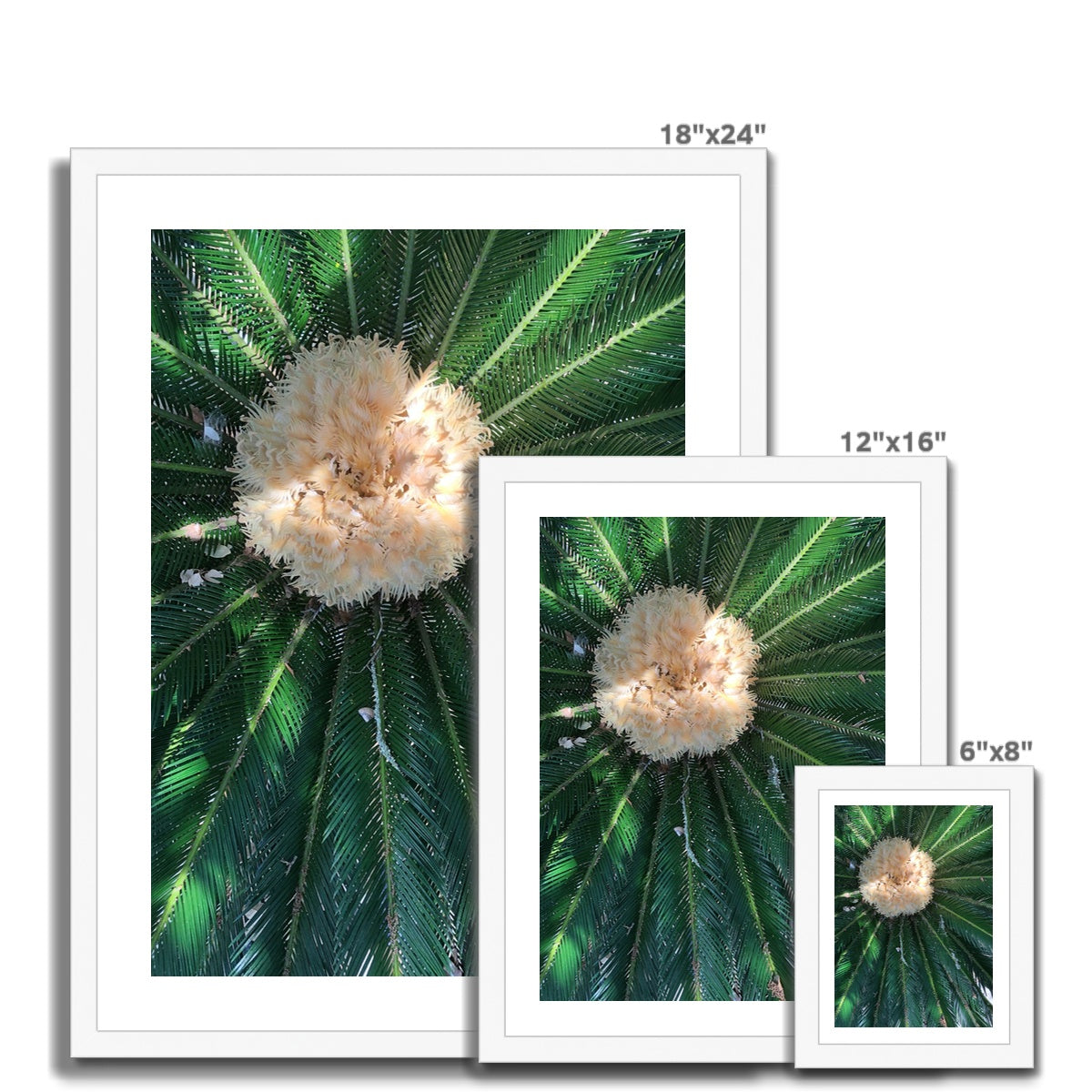 Sago Palm on Sunbelt Framed Print