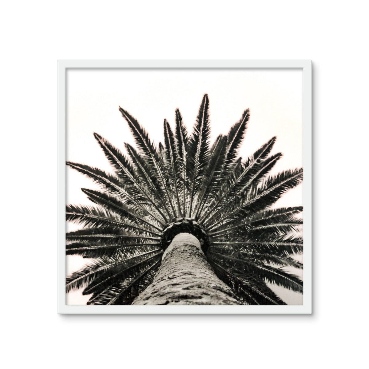 Snowy Palm Framed Photo Tile