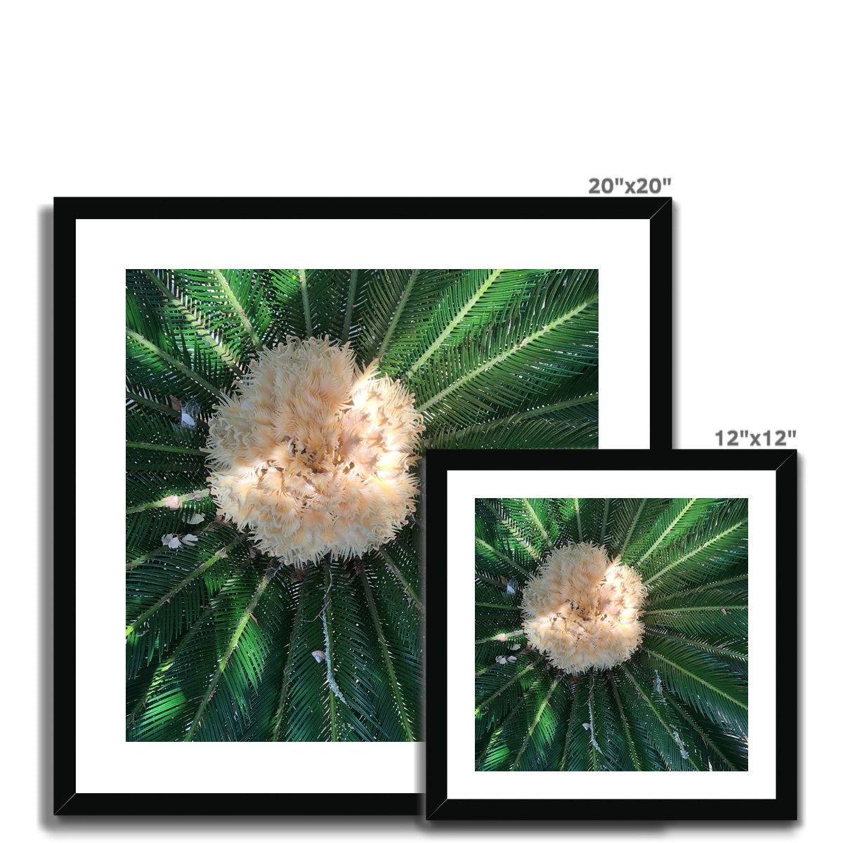 Sago Palm on Sunbelt Framed Print