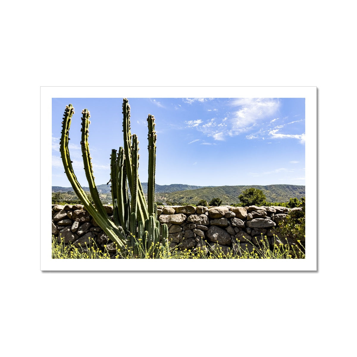 Ojai Cactus Photo Art Print