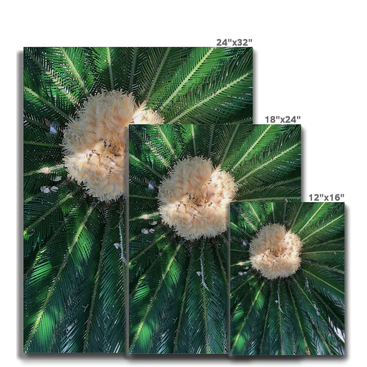 Sago Palm on Sunbelt Canvas