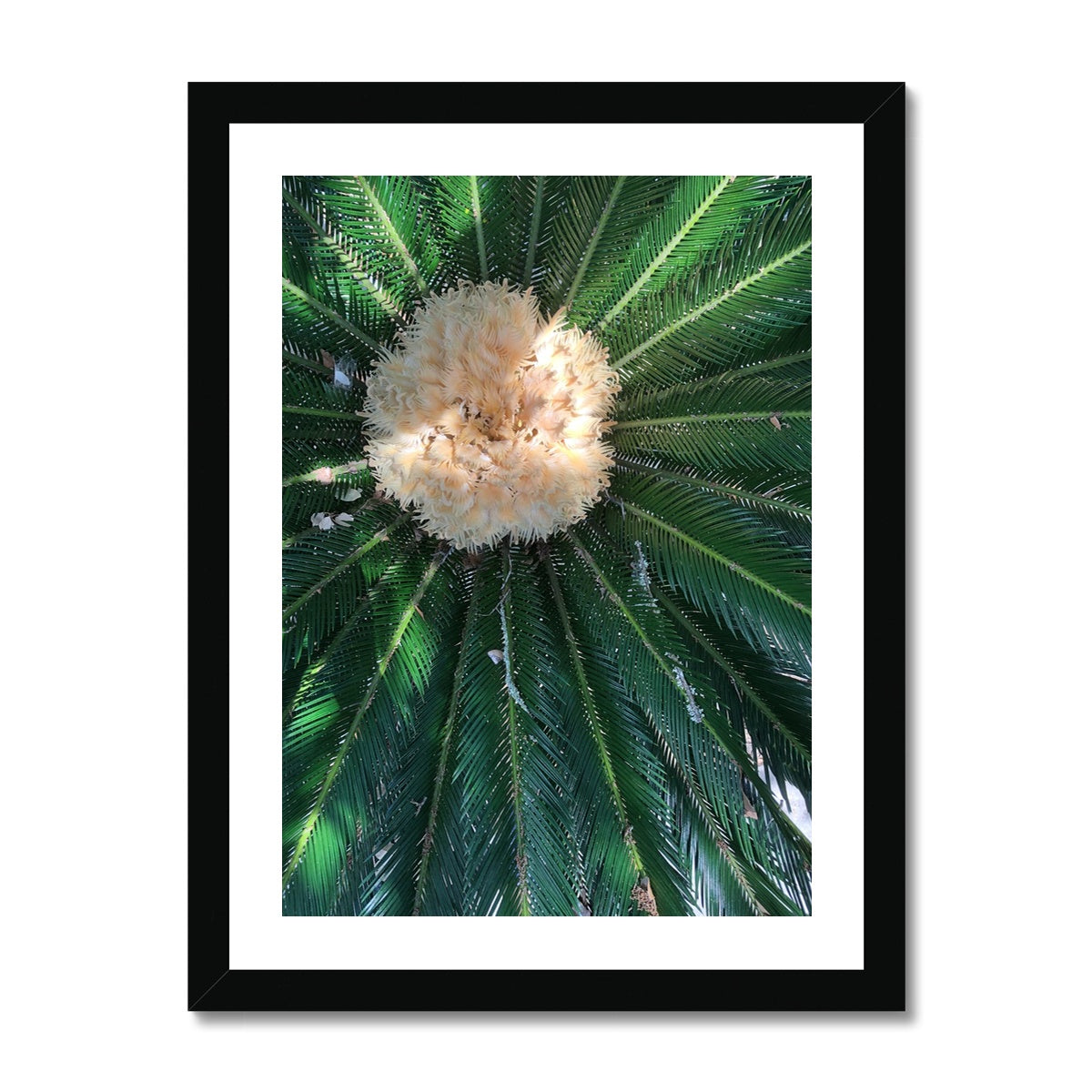 Sago Palm on Sunbelt Framed Print