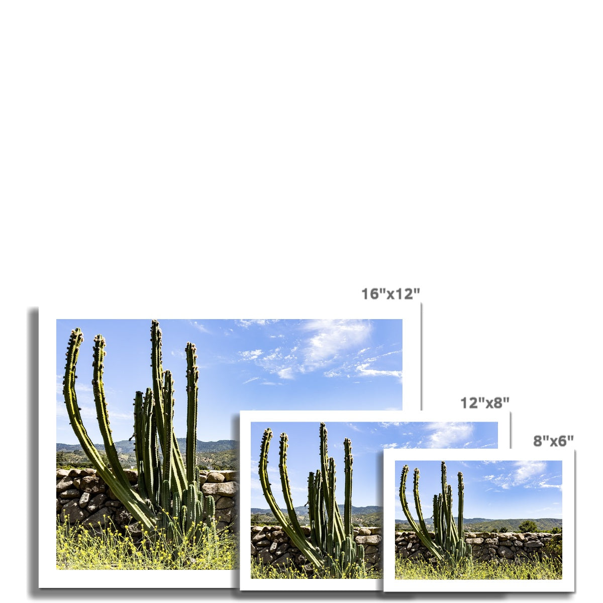 Ojai Cactus Photo Art Print