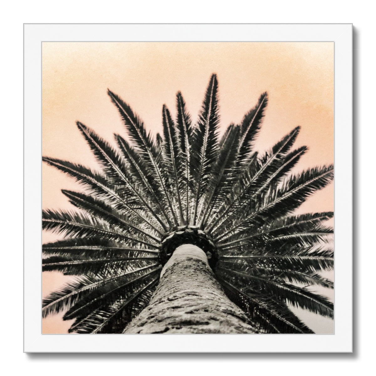 Tinty Palm Framed Print