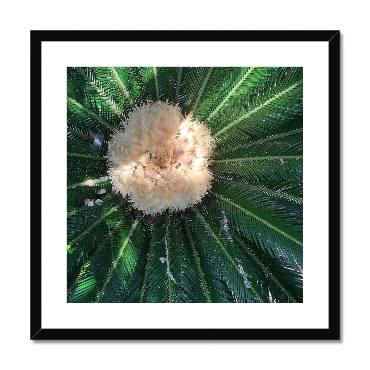 Sago Palm on Sunbelt Framed Print