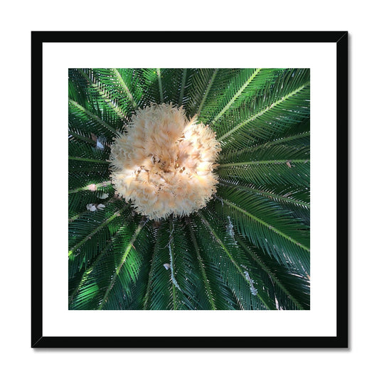 Sago Palm on Sunbelt Framed Print