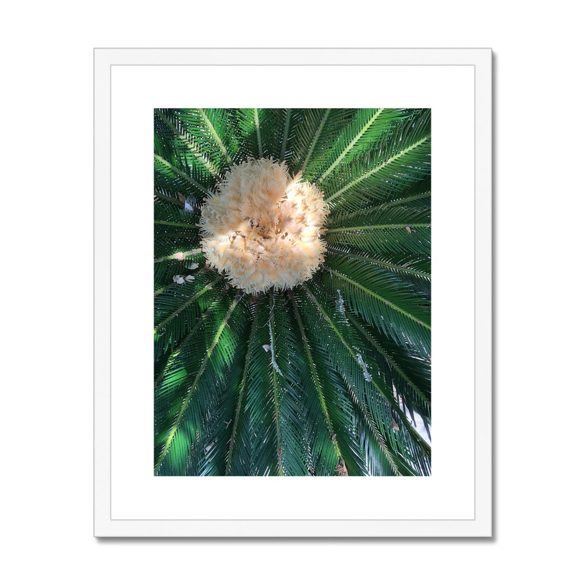 Sago Palm on Sunbelt Framed & Mounted Print