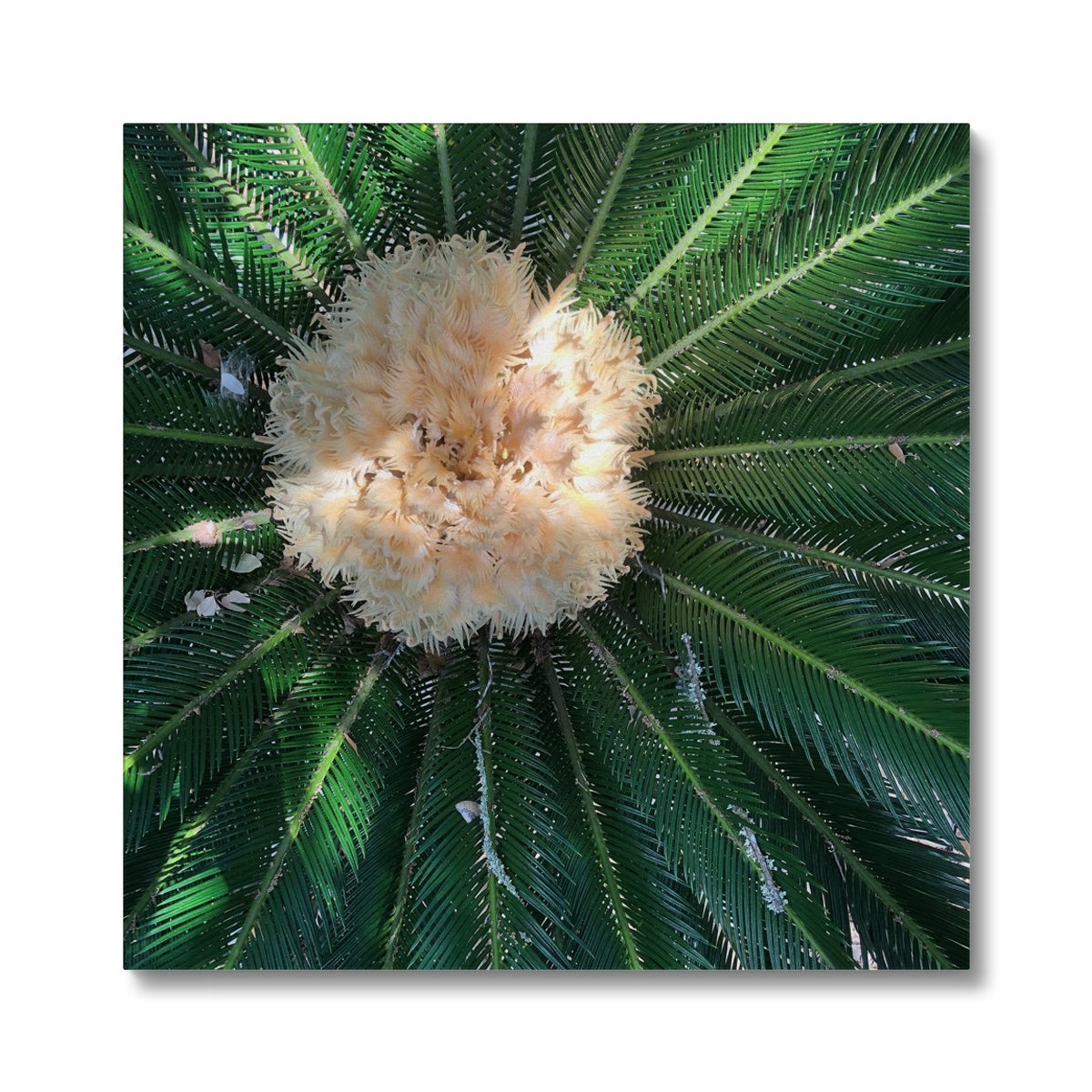 Sago Palm on Sunbelt Canvas