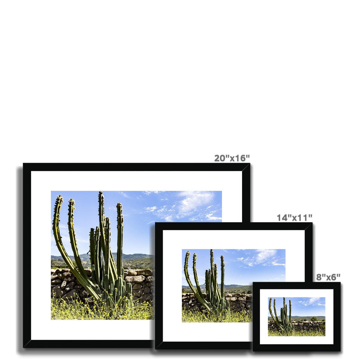 Ojai Cactus Framed & Mounted Print