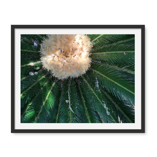 Sago Palm on Sunbelt Framed Photo Tile