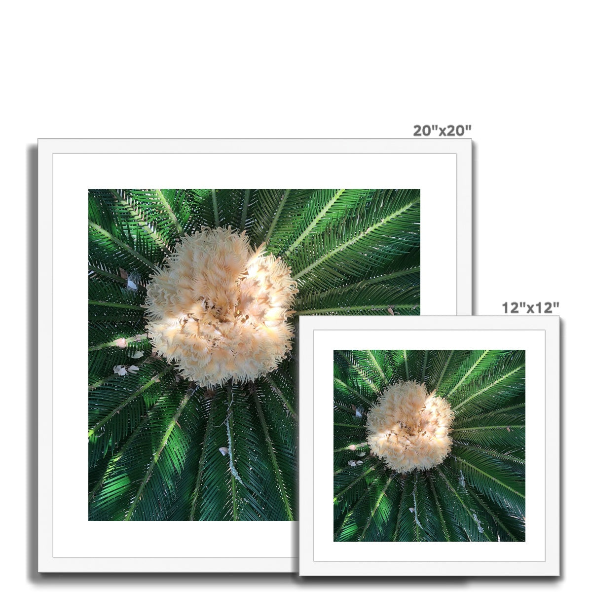 Sago Palm on Sunbelt Framed Print